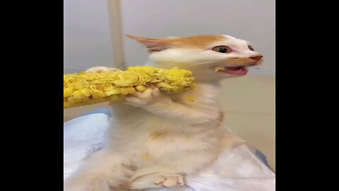 Cat😼Eating👀Corn🌽On👉The🌽Cob👀💥🔥😎