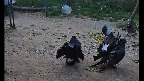 Fancy Pigeon Brings Flowers To His Mate 
