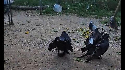 Fancy Pigeon Brings Flowers To His Mate