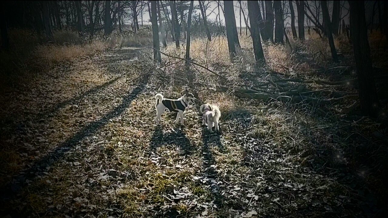 Brisk and Sunny Sunday Romp