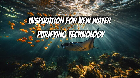 Manta Ray’s inspiration for new water purification technology