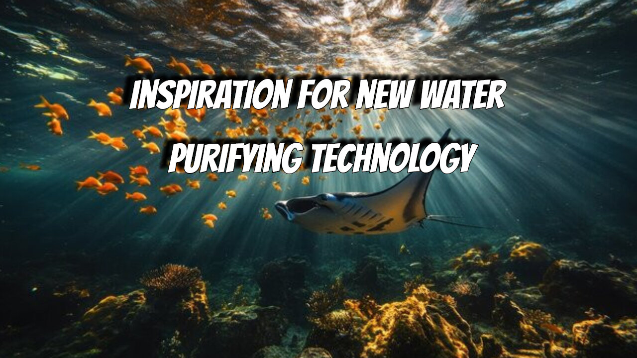 Manta Ray’s inspiration for new water purification technology