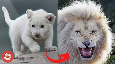 I'm a Big Kid Now - Animals Transformation
