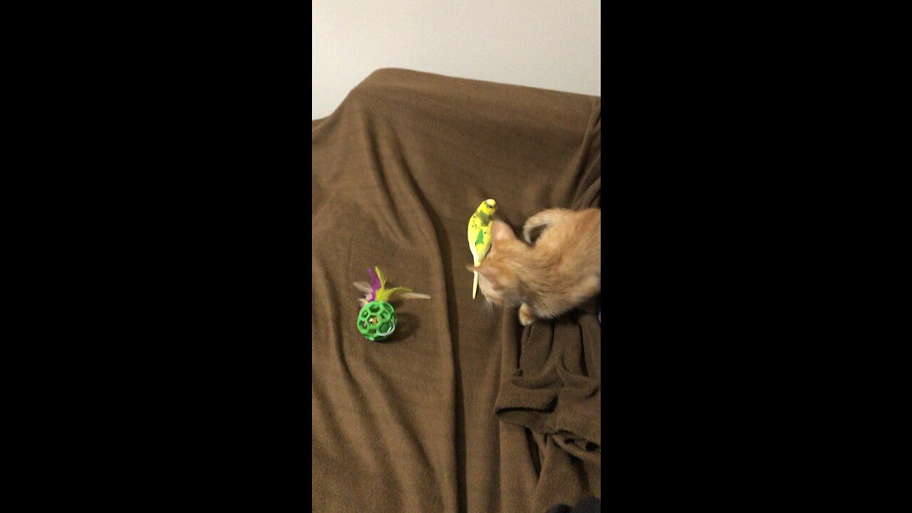 Kitten ply with budgie. Action!!