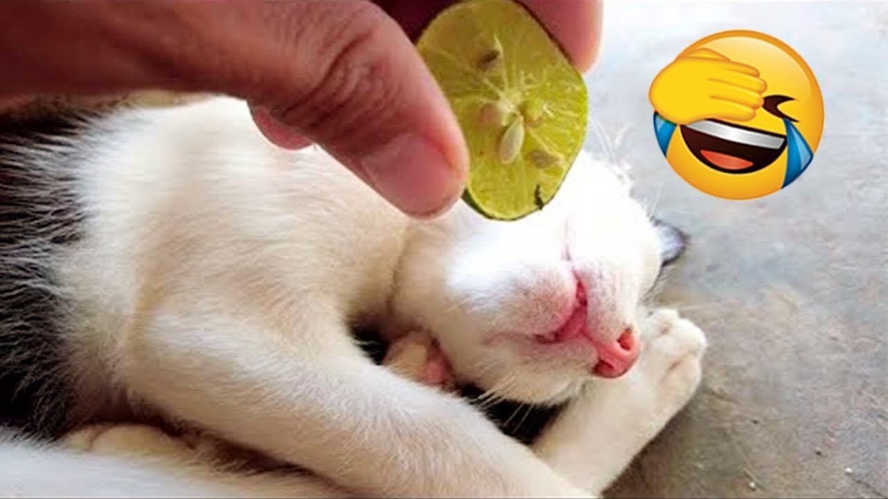 Funniest Animals 2023 😂 Funny Dogs and Cats Videos 😺🐶