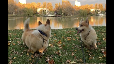 Corgi. Weather. Sun. Autumn