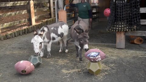 Maryland Zoo's resident donkeys pick Super Bowl winners!