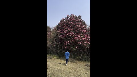 Rhododendron