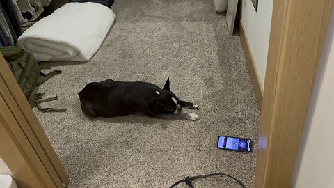 Doggie meditation