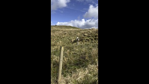 Communicating wi baby sheep