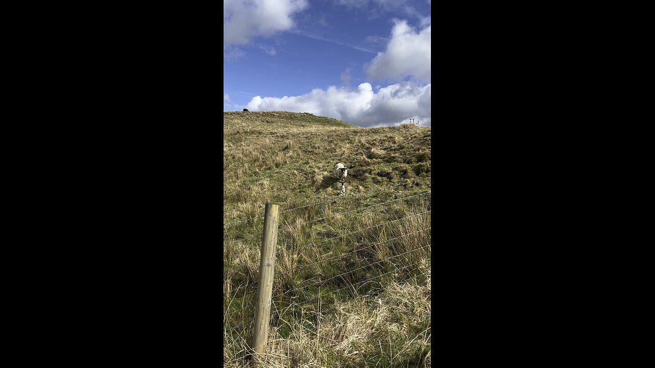 Communicating wi baby sheep