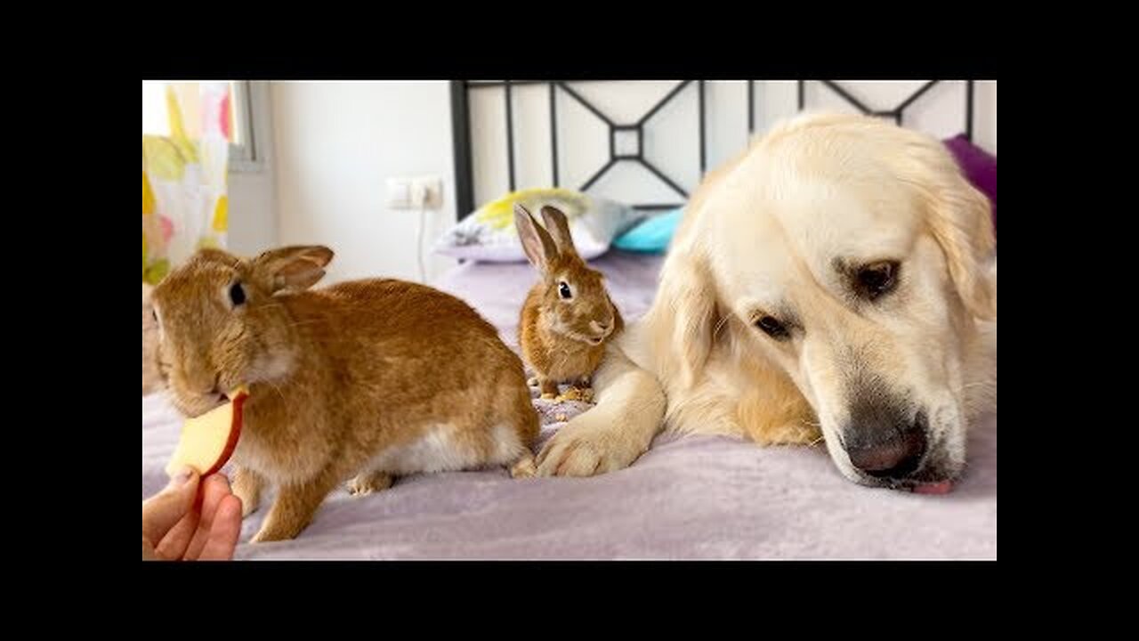 Can Golden Retriever eat in the company of rabbits? - Cute Pets Video