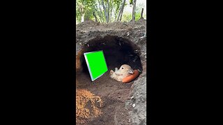 Bunny Watching iPad | Green Screen