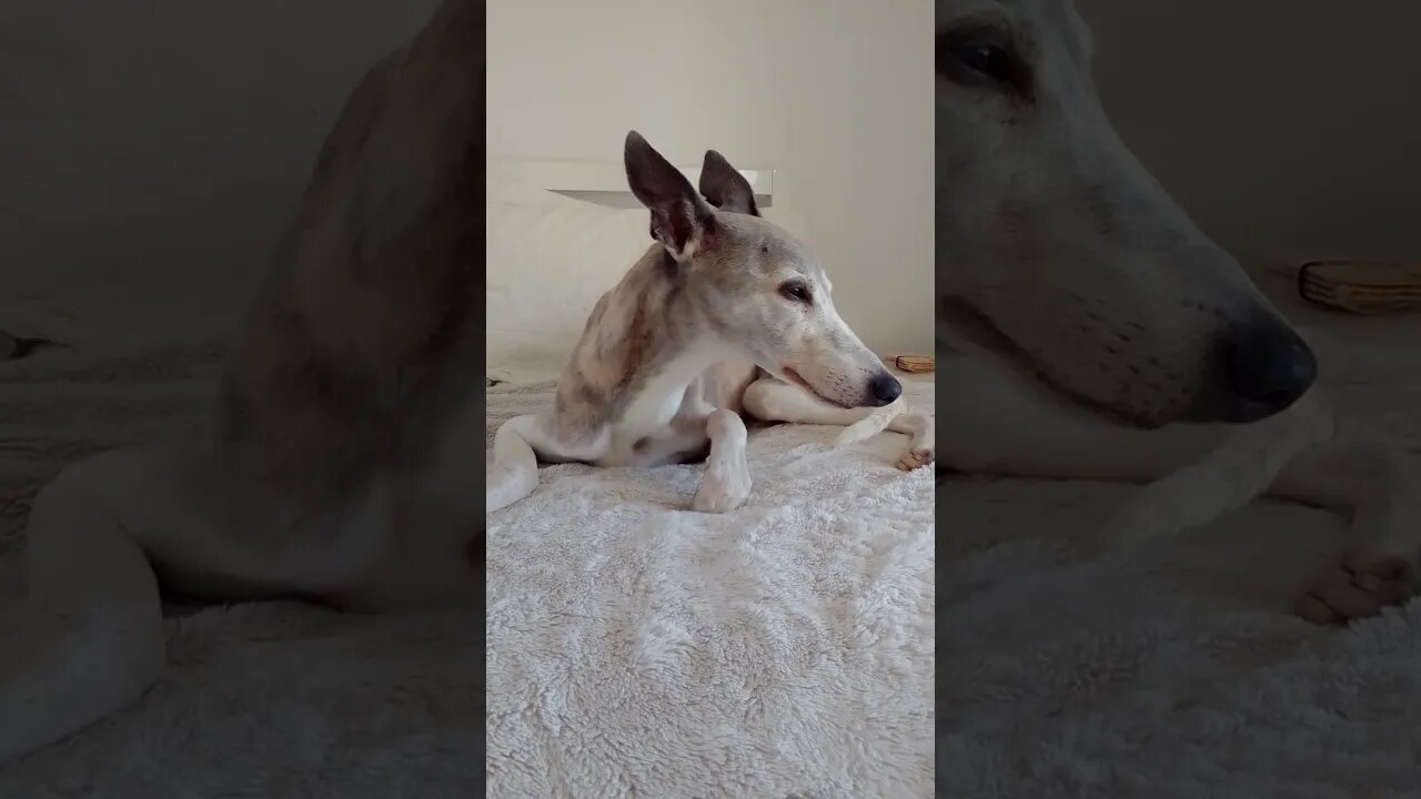 Cute Whippet
