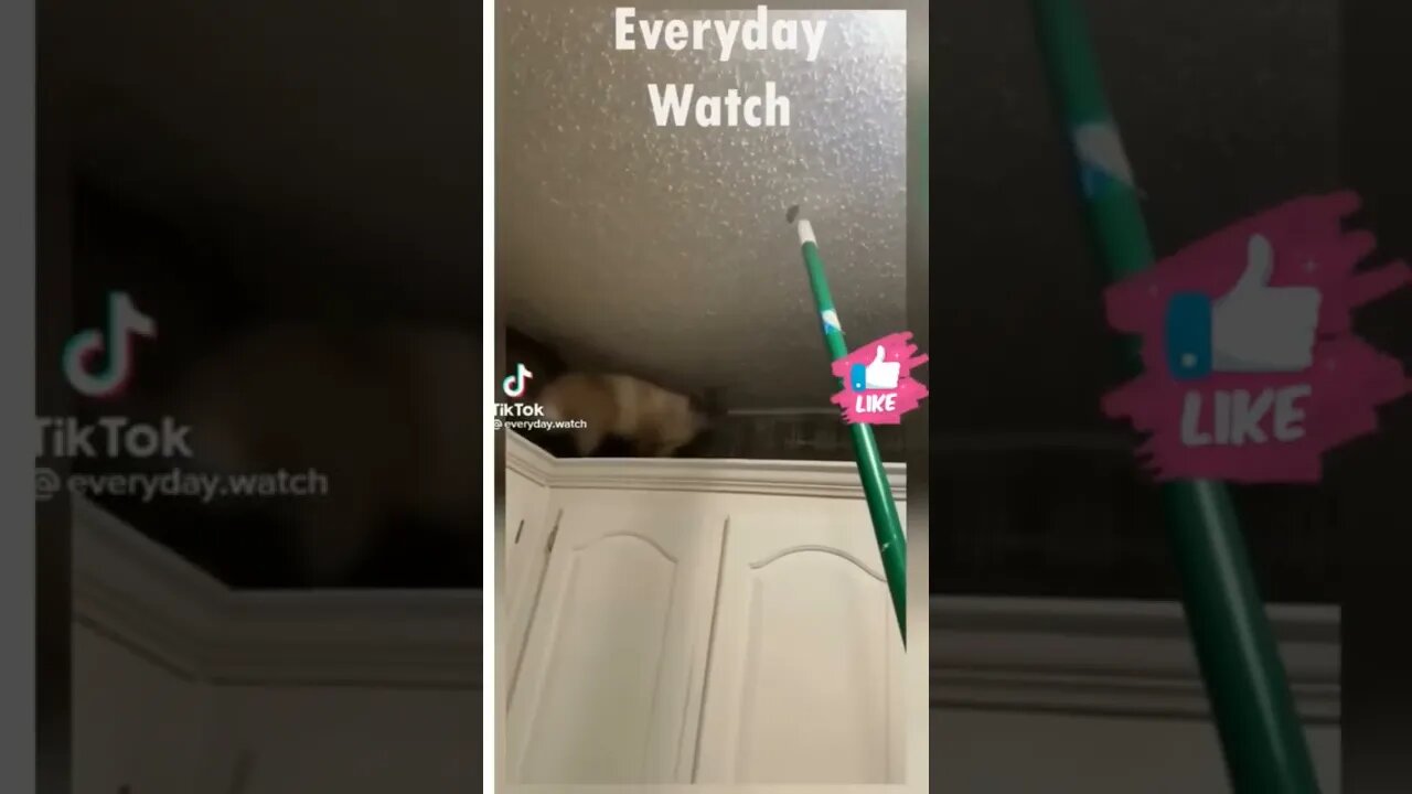 Cute and Funny Animal Video😂 Funniest Viral Puppy Cat clips😹 #shorts video #funny animals #cat