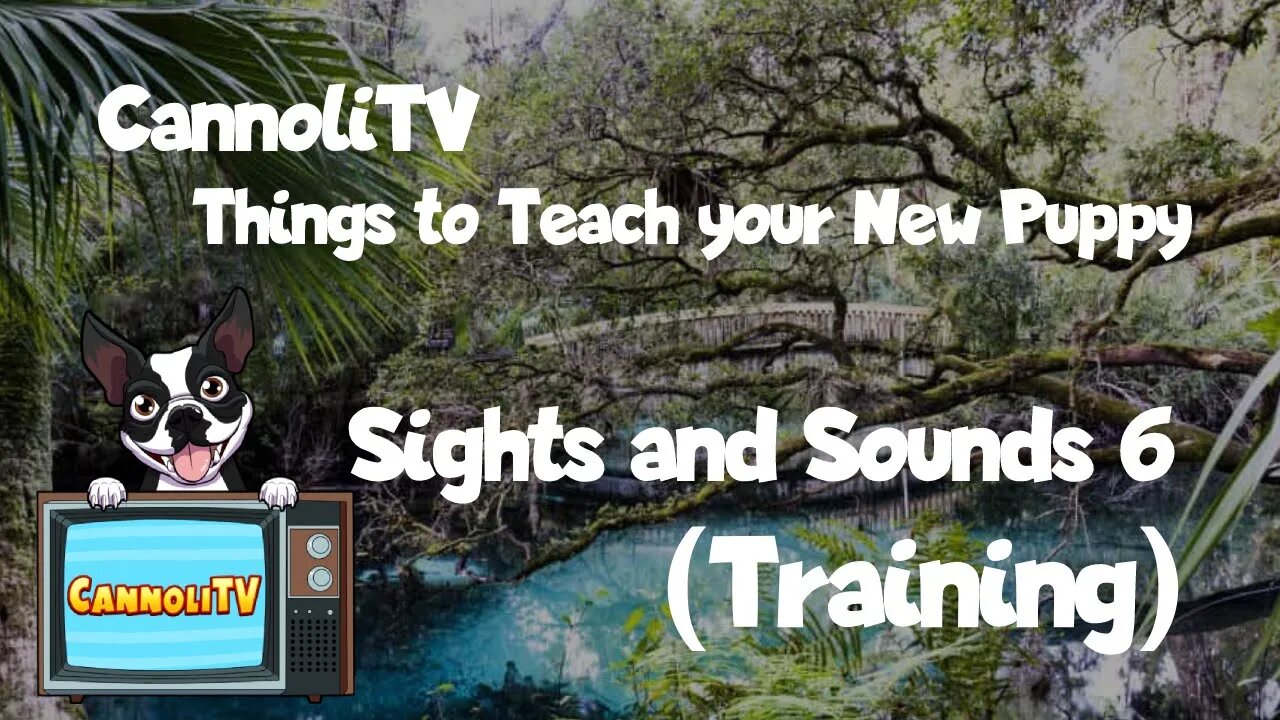 Tv for Dogs Helping To Train Your Puppy: Sights and Sounds 6 #training #puppy #anxiety #foryou #dog