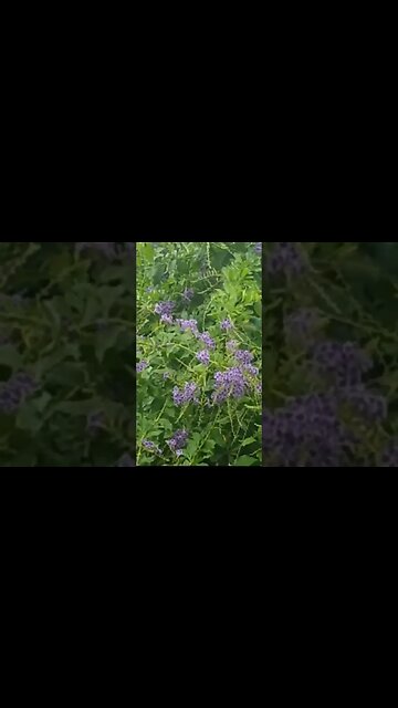 Día de lluvia en el jardín de la tía #tacuarembó #uruguay (02/02/2023)