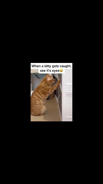 The side eye 👀 😻 #cat