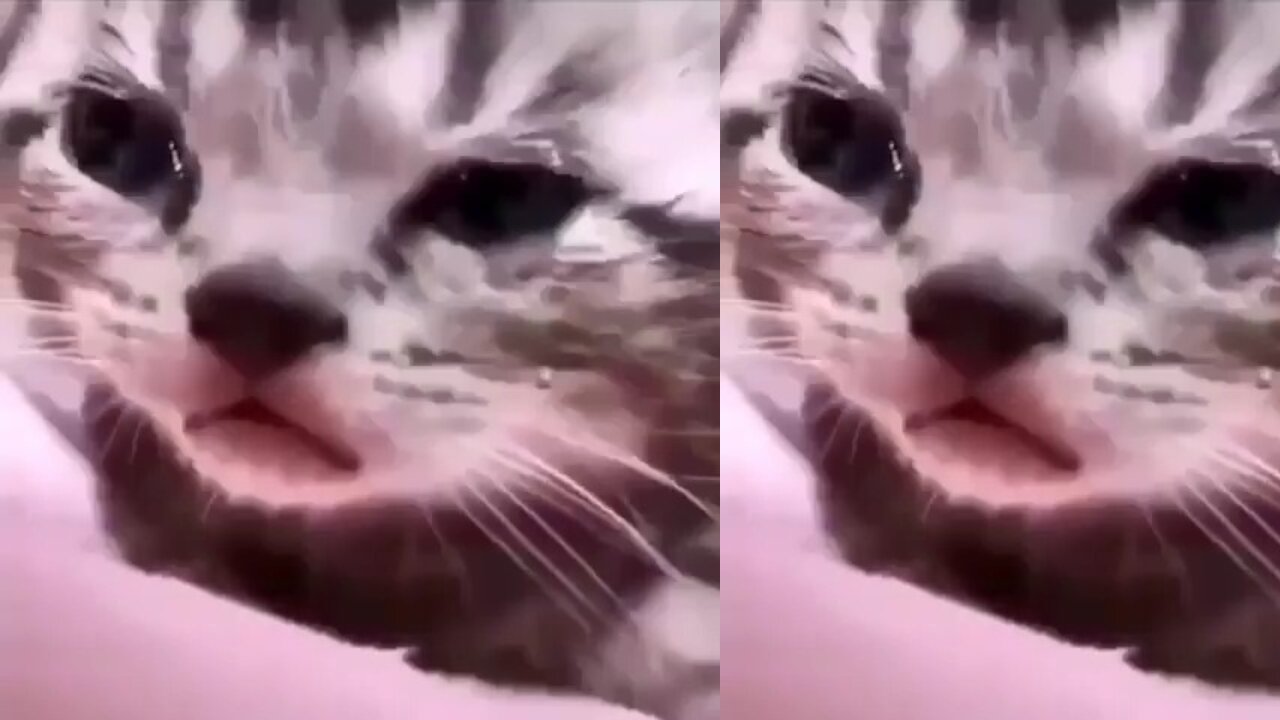 Crying Cat 😿