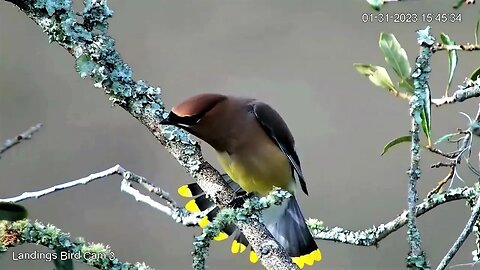 Cedar Waxwing Preening in The Oak Tree 🌳 01/31/23 15:42