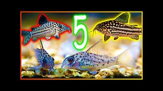 Five Less Common Corydoras that Won't Break the Bank