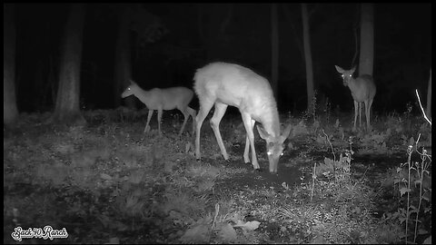 Bucks sleal dinner from the Doe's!