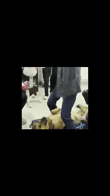 Uma veterinária remove um brinquedo do esôfago de um pastor alemão, com muita habilidade!