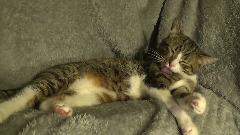 Sweet Cat Grooms Himself