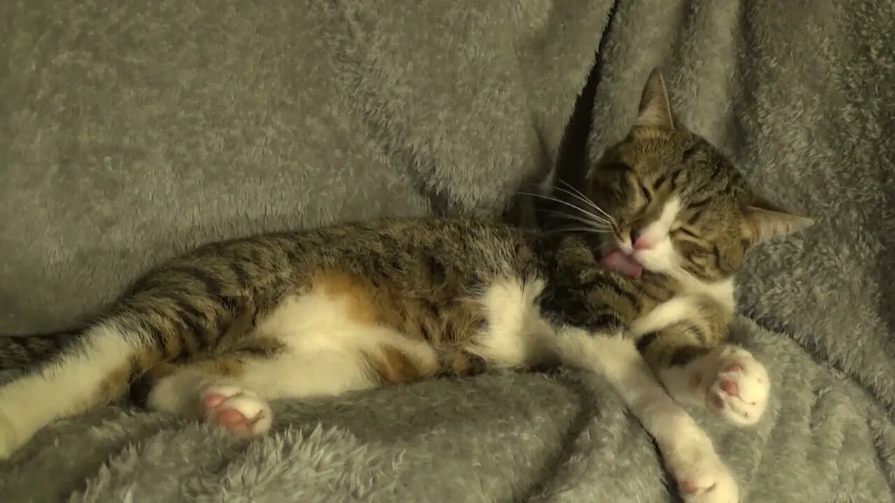 Sweet Cat Grooms Himself