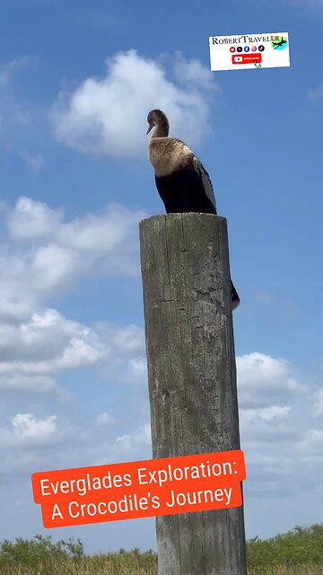 Everglades Life #crocodile #alligator #everglades #florida #rober #travel #traveling