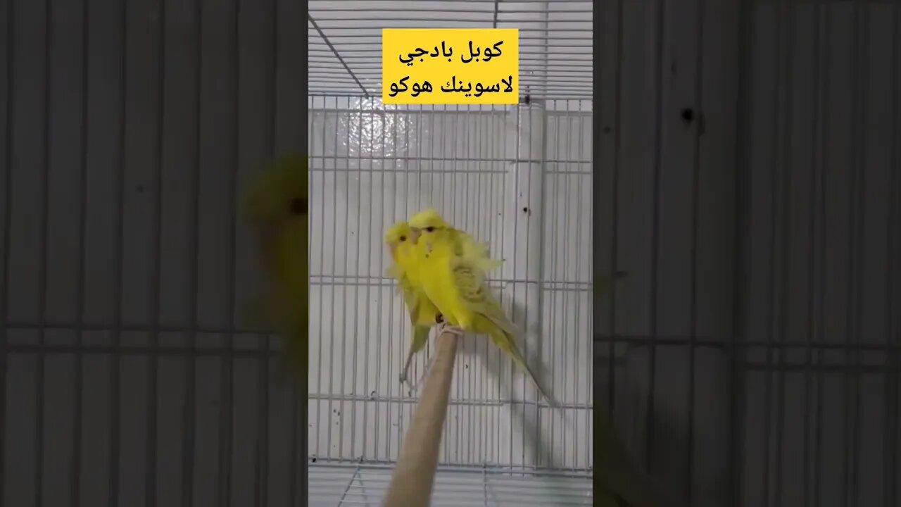 مسابقة أحسن كوبل بادجي لاسوينك هوكو روعة