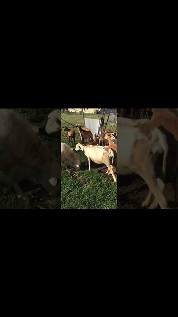 Simply gathering the sheep