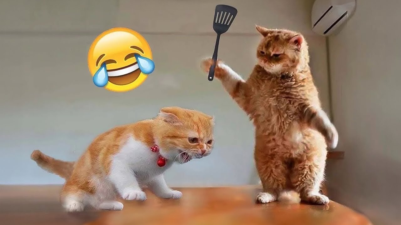 Funniest Cats and Dogs 🐶🐱 | Funny Animal Videos