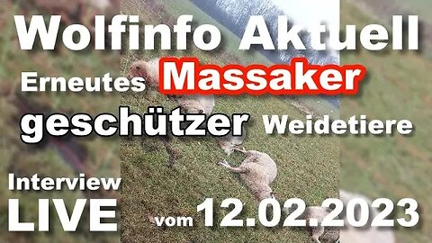 Wolfinfo Aktuell Interview Live ( Erneutes Massaker geschützter Weidetiere )