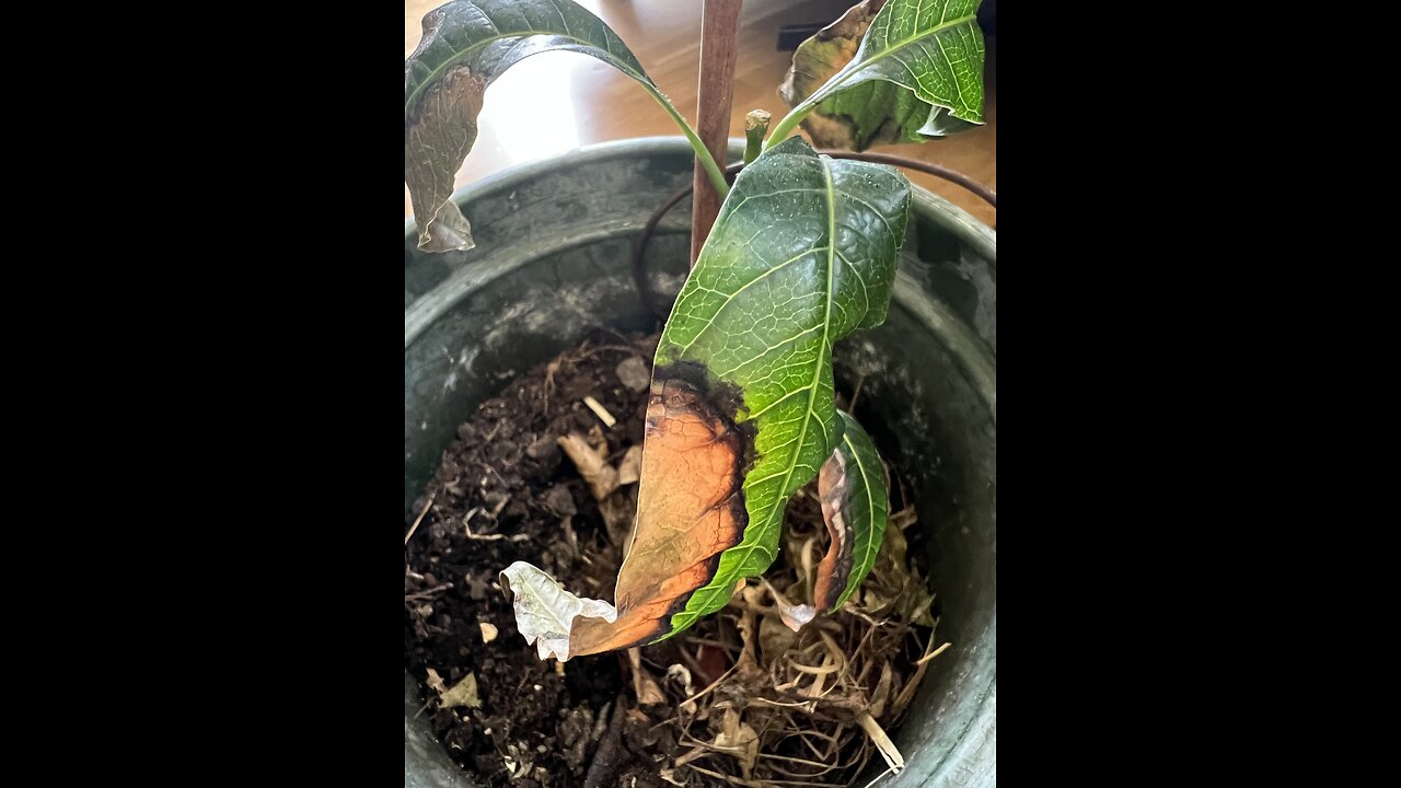 What’s happening to this potted mango plant