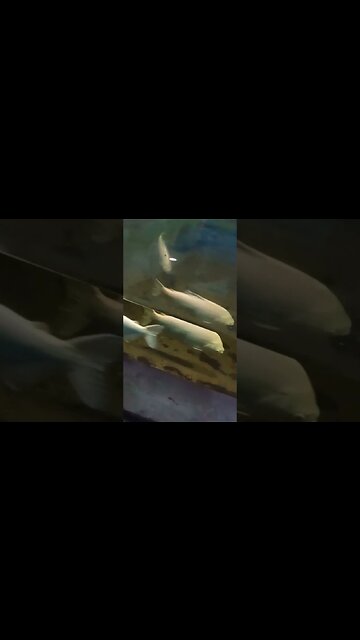 Fish in the pond. 😁