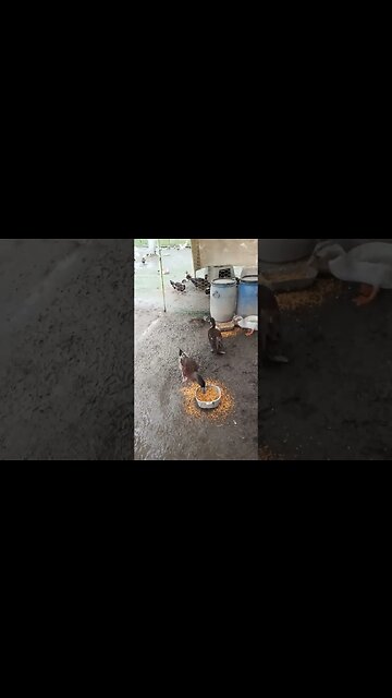Wild duck, eating with my ducks right next to where I was filling up a water bowl 4th February 2023