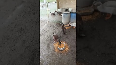 Wild duck, eating with my ducks right next to where I was filling up a water bowl 4th February 2023