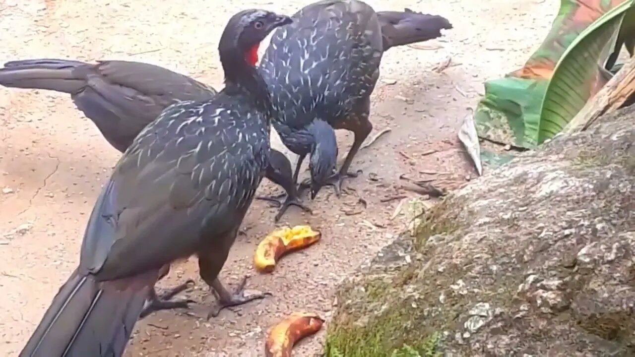 Jacu e seus filhotes em busca de comida Jacuaçu