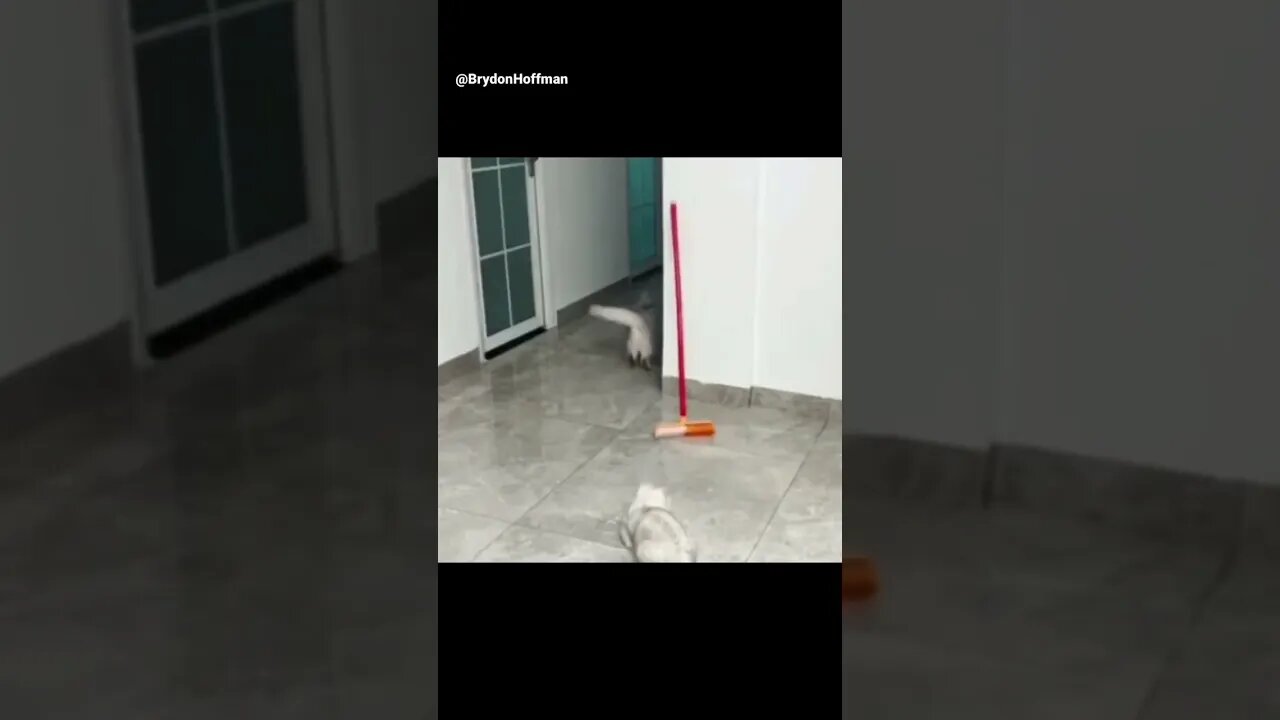 Funny Cat Meme 😂 pt.45 #shorts