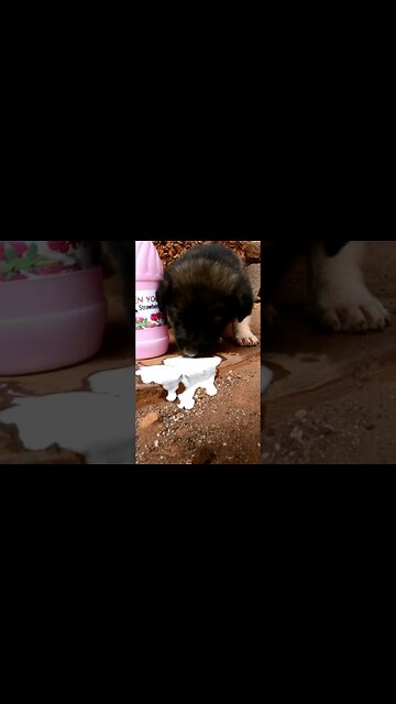 How dogs 🐕 make babies 🍶