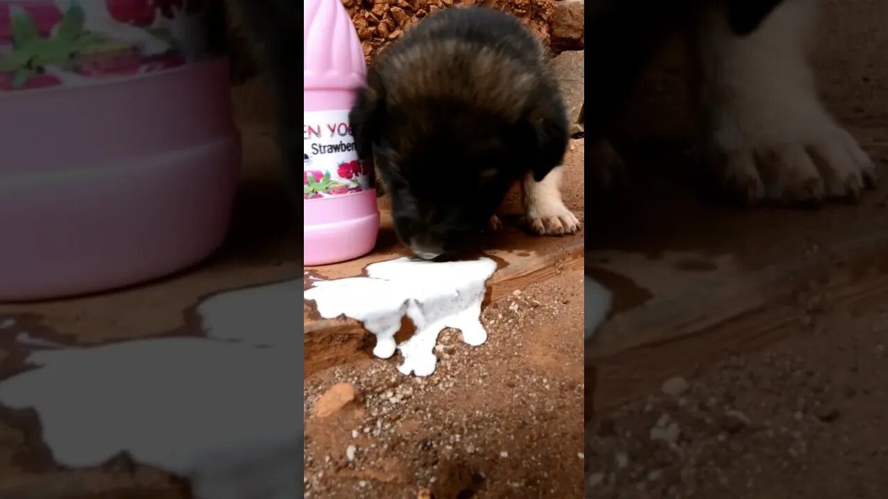How dogs 🐕 make babies 🍶