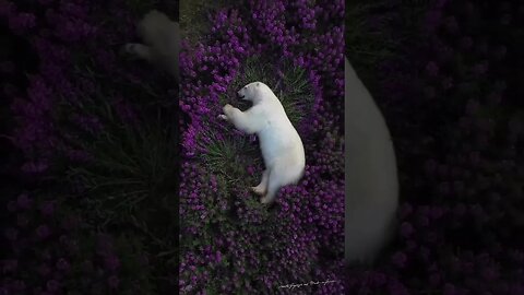 DANDO UMA RELAXADA NA NATUREZA #animals #shorts #sustentabilidade #nature