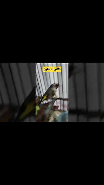 طائر أم قنين أو الحسون المغرد روعة مرحبا