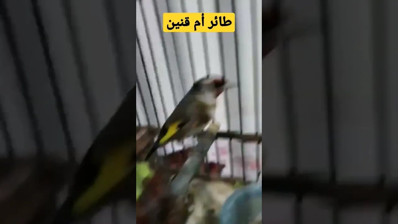 طائر أم قنين أو الحسون المغرد روعة مرحبا