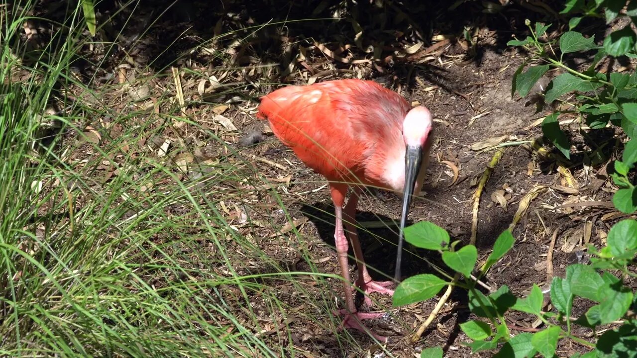 CatTV: flamingo4