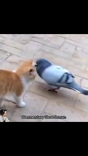 Pigeon Slams Cat
