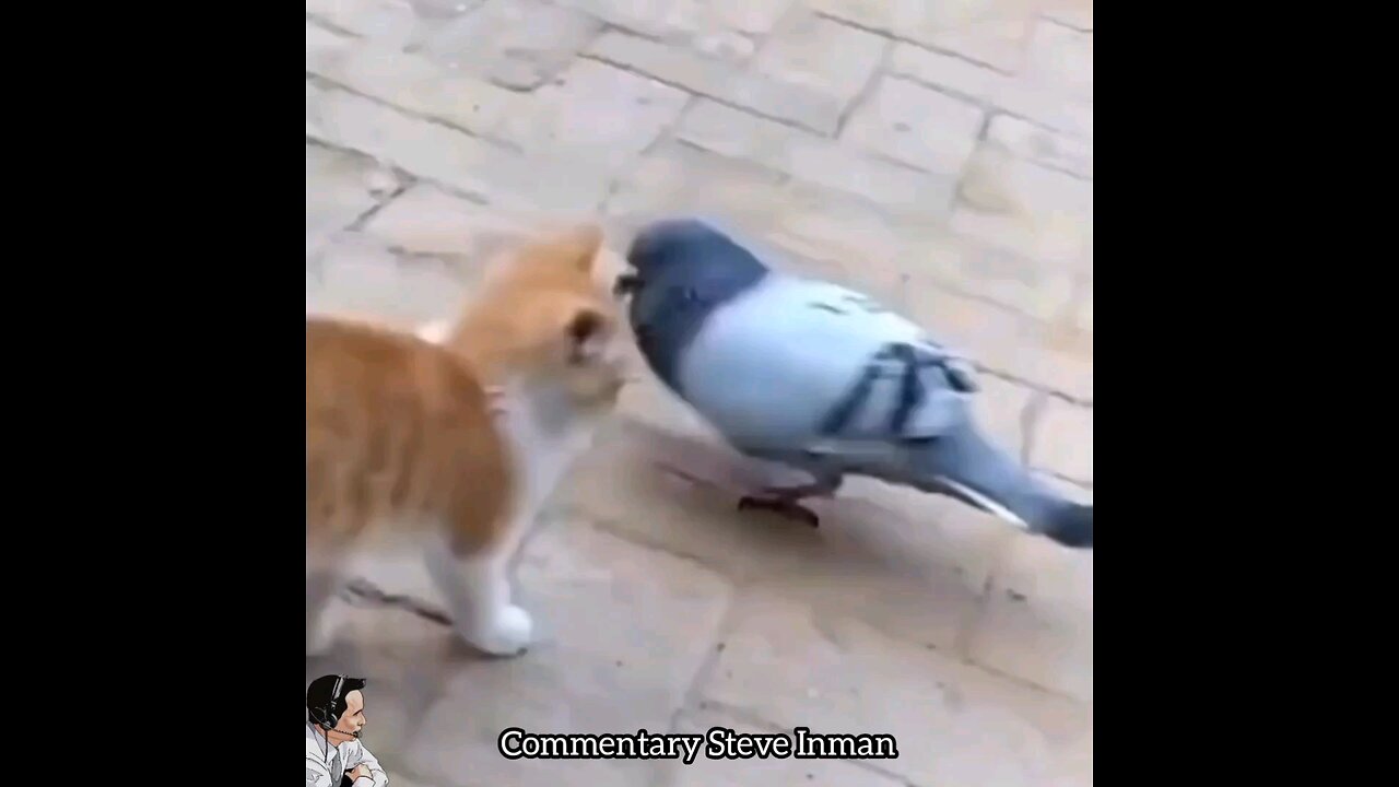 Pigeon Slams Cat