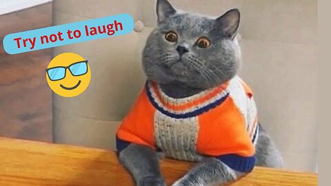 Funny cats 😂😂😂