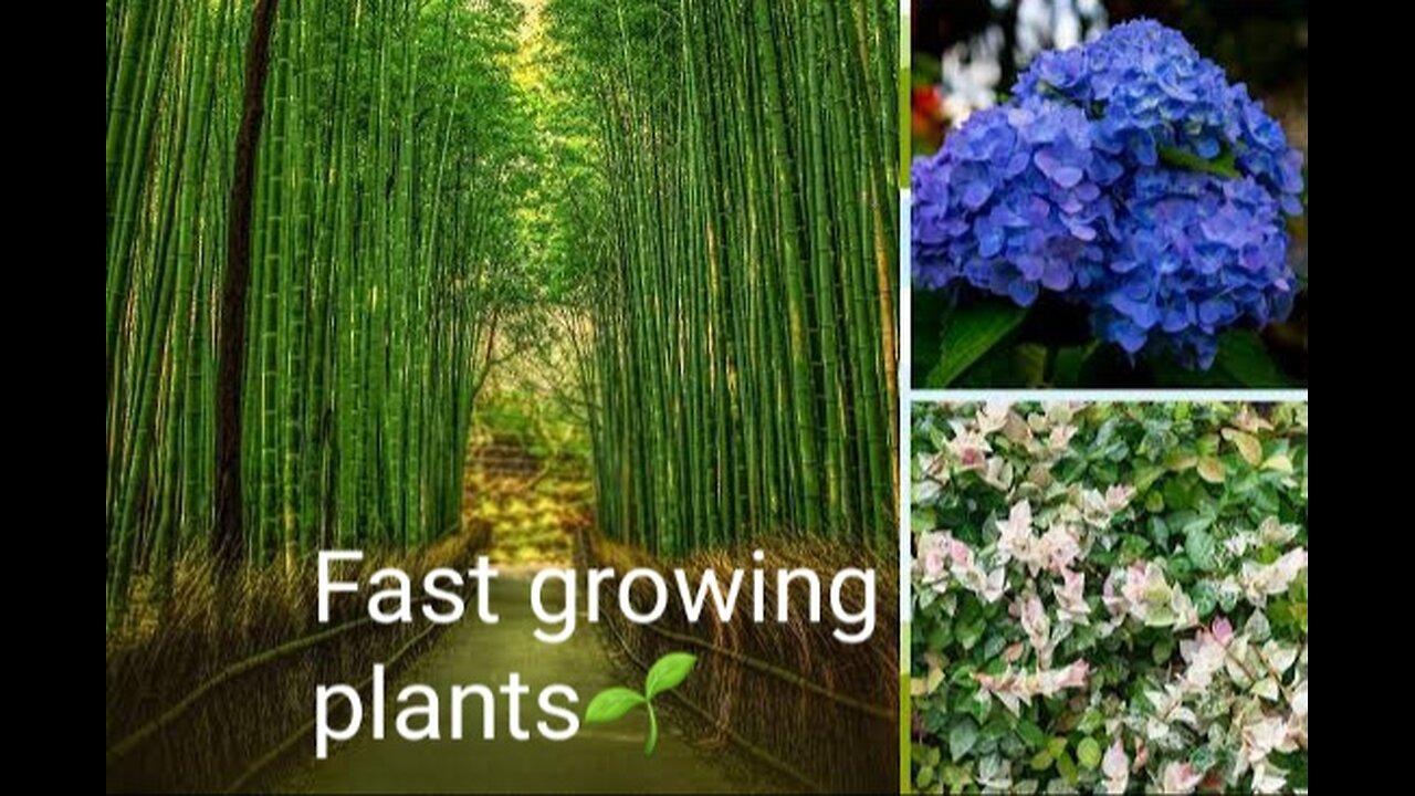 The fast growing plants in the world 🌱